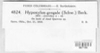 Hypoxylon gregale image